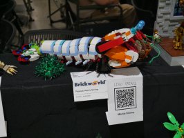 Peacock Mantis Shrimp by Jared Astle