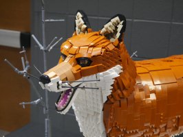 Red Fox by Roldan Grace