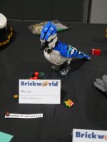 Blue Jay by Roldan Grace
