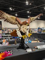 Red-Tailed Hawk by Zane Houston